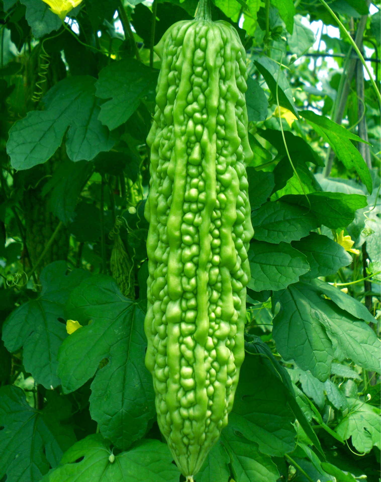 金生种业杂交苦瓜50粒/袋 翡翠苦瓜种子