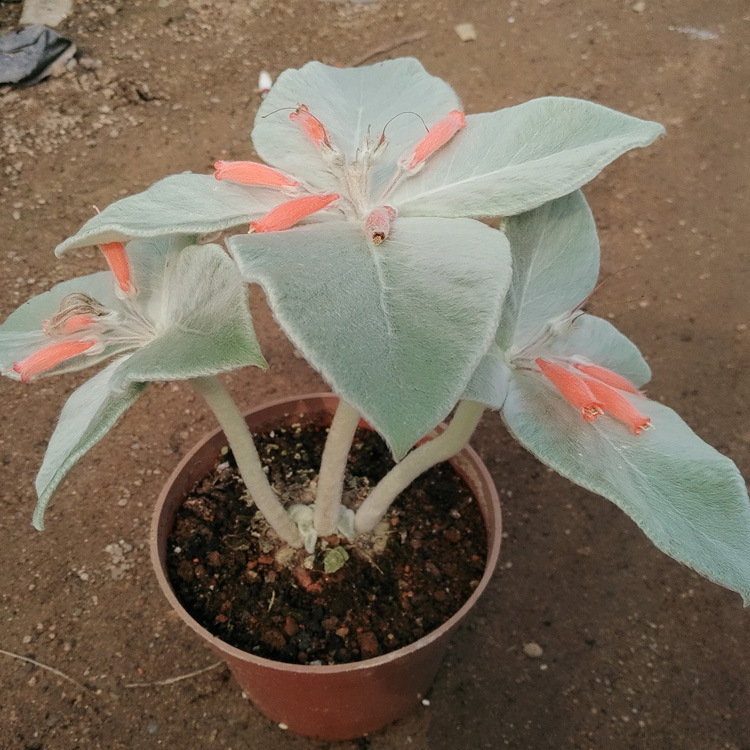 多肉植物基地批发多肉植物漳州大棚种植【红花断崖女王】5cm