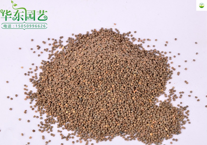 多年生醉蝶花种子别墅庭院阳台花种子花籽四季易种植物