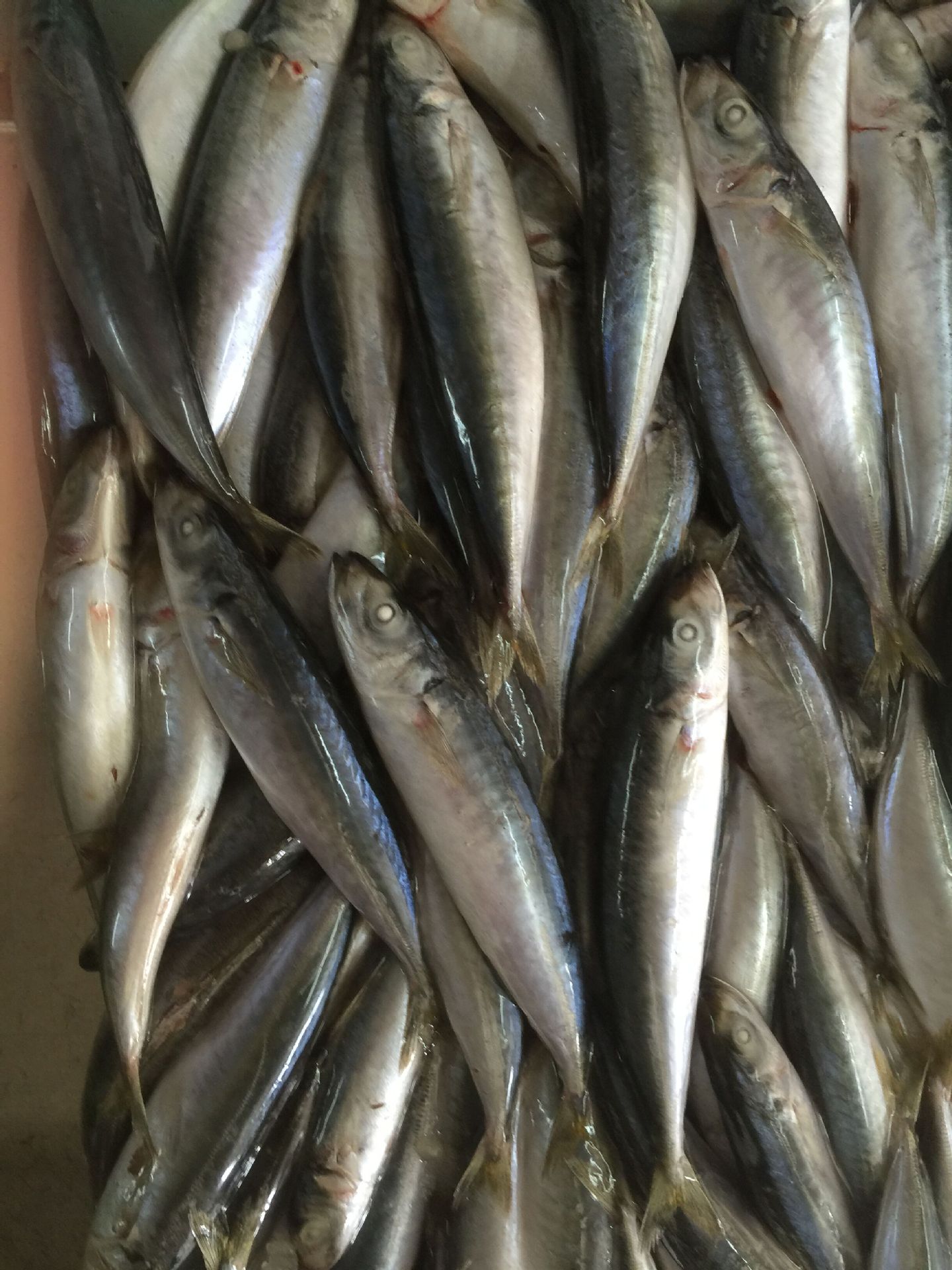 福建东山厂家直销供应 冷冻四破鱼 (竹叶鱼)