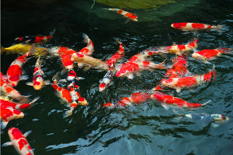 锦鲤求购批发 锦鲤养殖批发销售