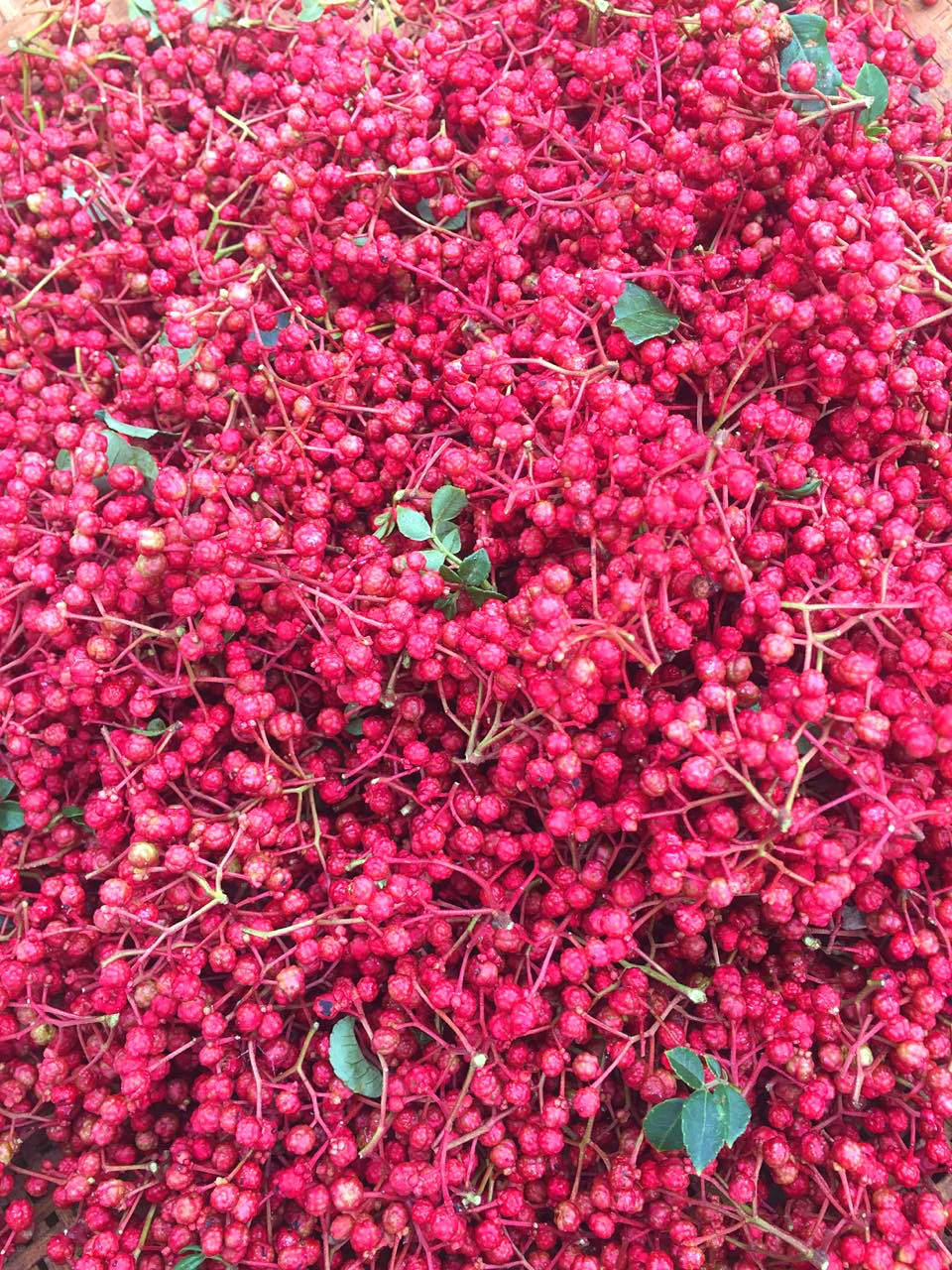 批发新品陇南武都优质大红袍花椒