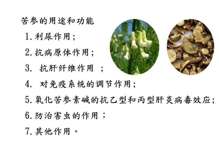 苦参提取物98% 植物提取 苦参碱 库存充足 厂家直销 包邮