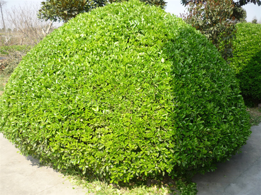 厂家直销 常绿灌木黄杨球 湿地绿化 黄杨球 各种花苗批发
