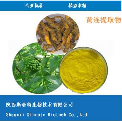 黄连提取物 10:1 斯诺特生物 厂家现货包邮