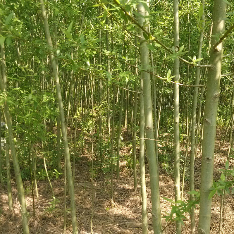 竹柳苗 竹柳树苗 竹柳 速生竹柳 青皮柳 柳树等绿化苗批发