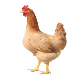 加工|广东佛山市南海区昆明市官渡区茂雪食用农产品经营部主营:猪耳朵