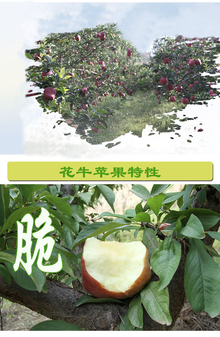 甘肃天水花牛苹果大果6斤装2016新鲜水果脆甜多汁一件代发