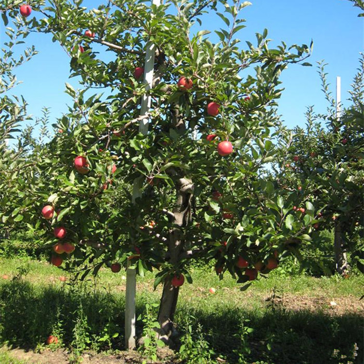 出售苹果树苗 品种齐全苹果树 果实个大优质饱满苹果树 口感脆甜