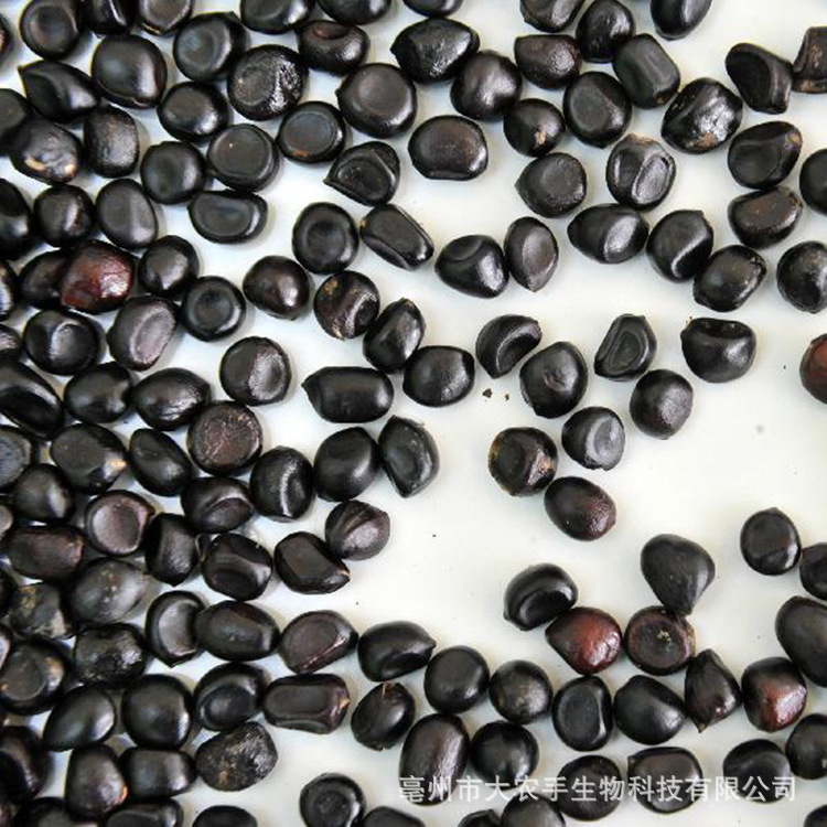 厂家货源 白芍种子价格 芍药种子食用白芍籽批发报价保证质量