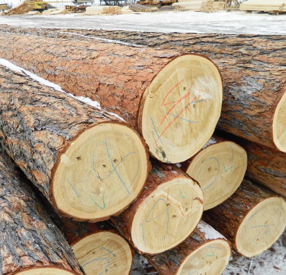 原木批发 柏木原木 香柏原木 寺庙古建木材