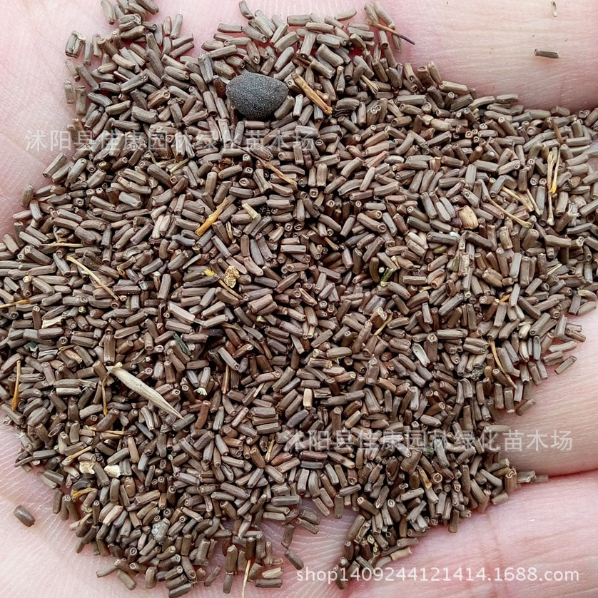 草花种子 麦秆菊种子 贝细工 蜡菊 腊菊种子 麦杆菊 1件=1斤