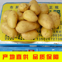 供应绿色农产品蔬菜 土豆 新鲜出口级马铃薯 现货批发编织袋土豆
