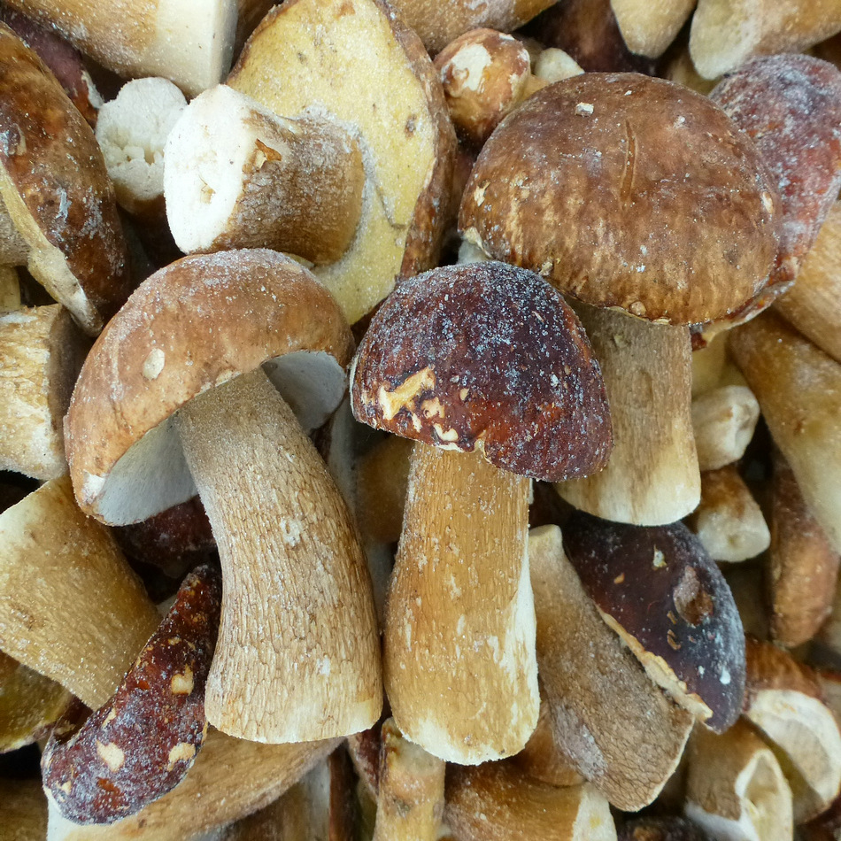 【裕菌隆】美味牛肝菌冻品 4-6公分整菇 酒店 火锅店野生菌批发