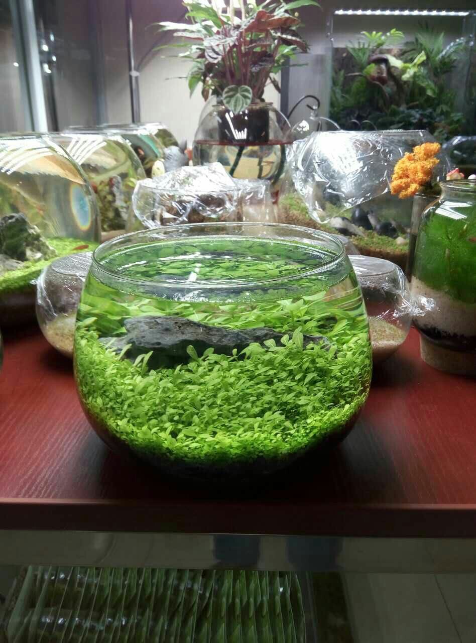 微景观玻璃花瓶鱼缸