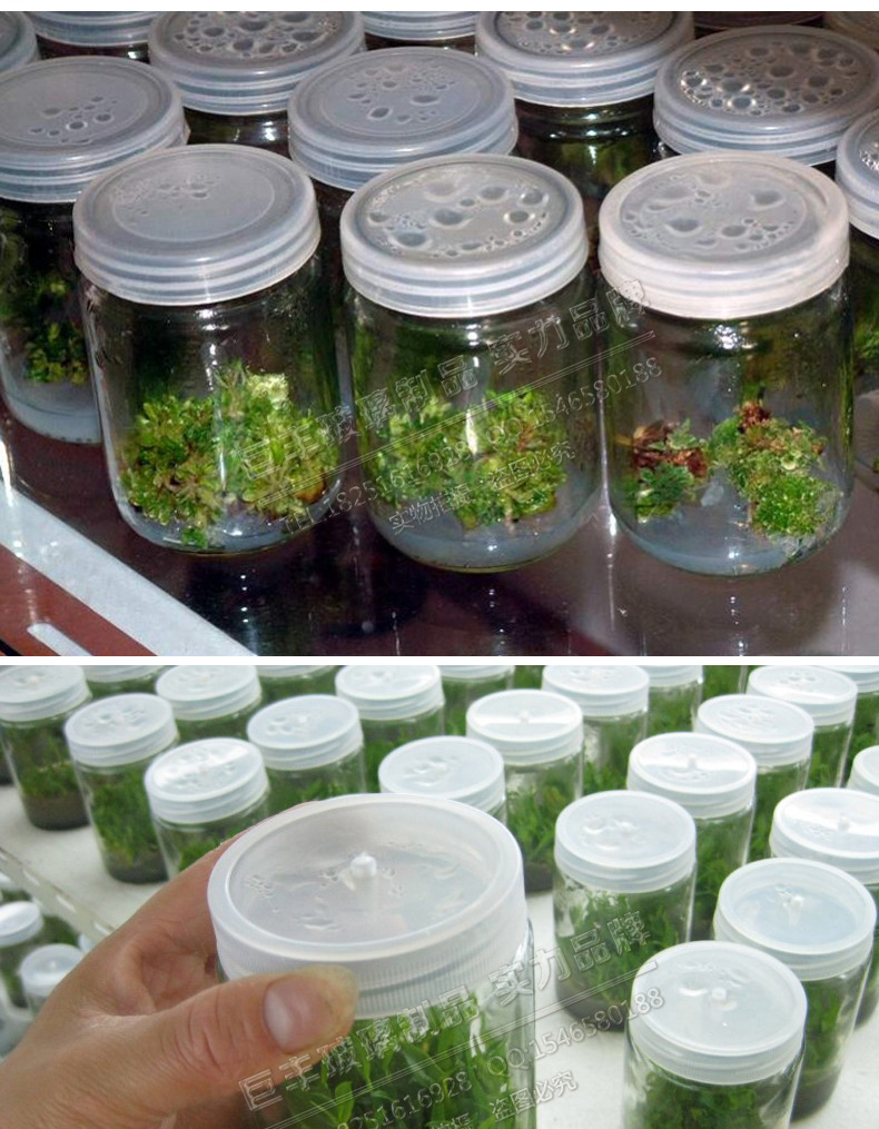 厂家直销240ml 组培瓶菌种玻璃瓶育苗组培耐高温培养玻璃瓶350ml