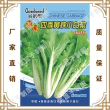蔬菜种子公司直售批零大田基地大棚四季 南四季黄秧小白菜(6133)