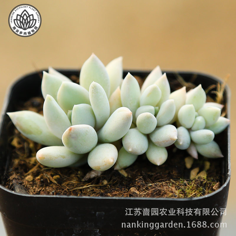 南京潘辉去向_南京潘辉去向供应商_南京潘辉