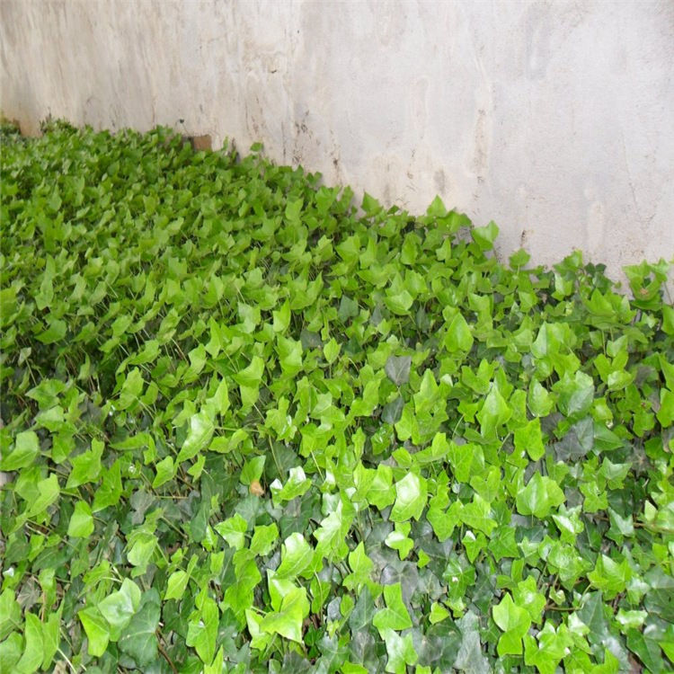 美国地锦 五叶地锦 爬山虎小苗 爬藤植物 快递包邮
