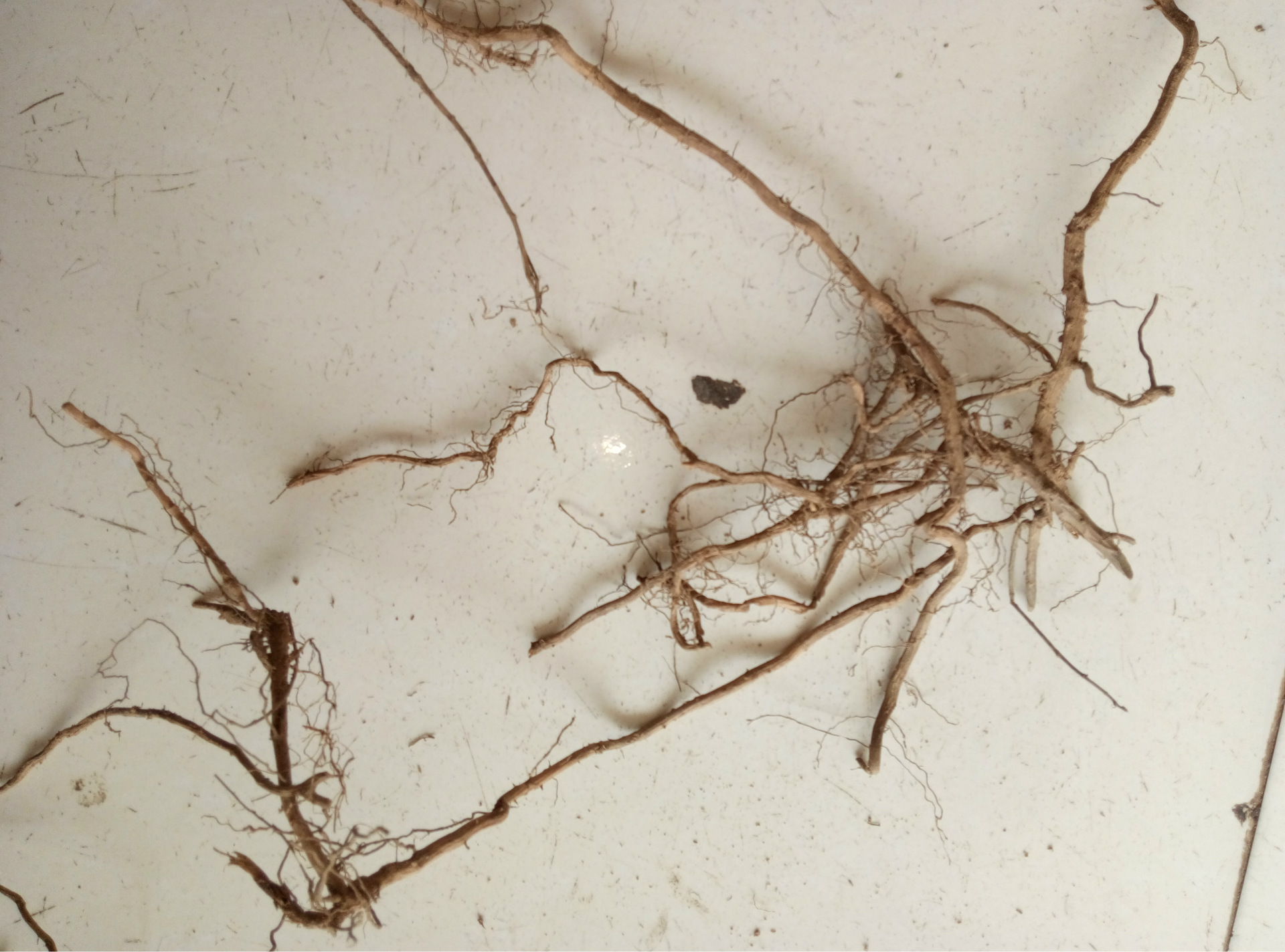 蕲艾根艾种苗栽培七叶根九叶根野生根批发