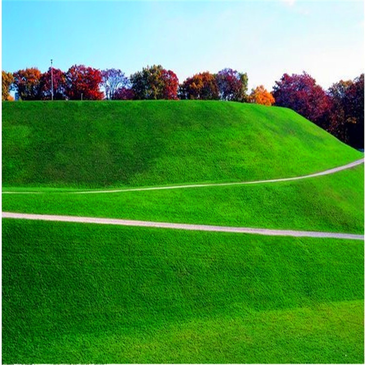批发2016年新种子弯叶画眉草种子草坪护坡河岸护堤包邮货到付款