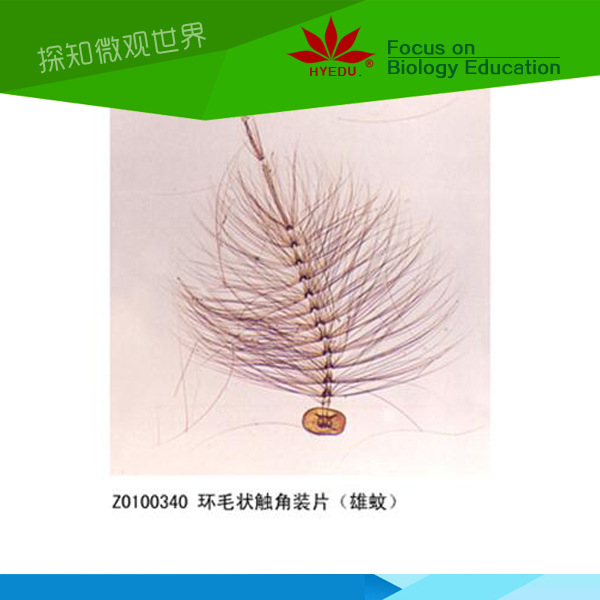 昆虫类触角装片封片标本微观生物学玻片动物昆虫标本实验玻片
