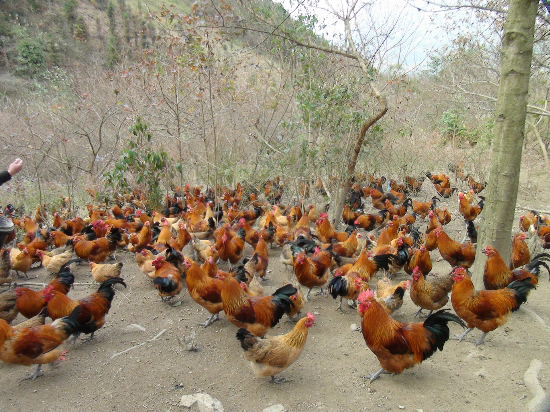 绿色养殖 土鸡绿色有机散养土鸡 健康生态土鸡