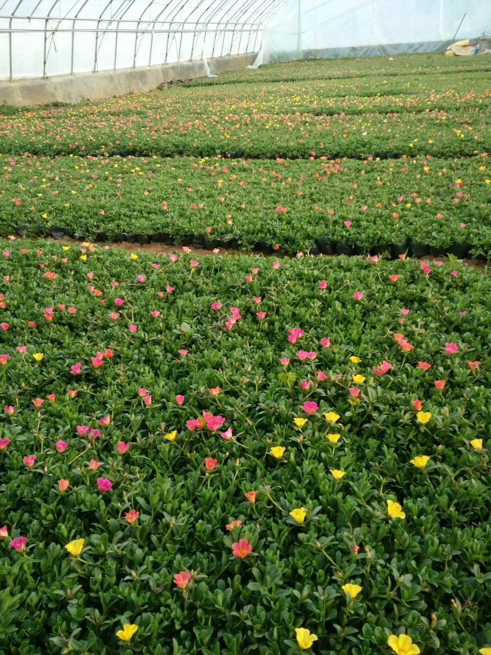 山东青州花卉基地太阳花半枝莲时令草花