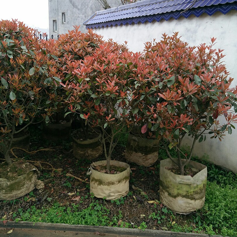 大量直销盆栽红叶石楠球,红叶石楠树,红叶石楠苗木