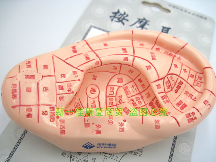 上海伟叶超清晰耳穴模型13cm按摩耳模型耳朵17cm经络反射区取穴位