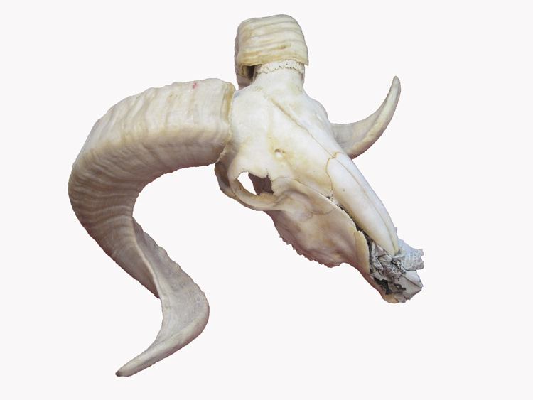 神牛角品牌批发牛羊角架yb-3羊角摆件羊头挂饰