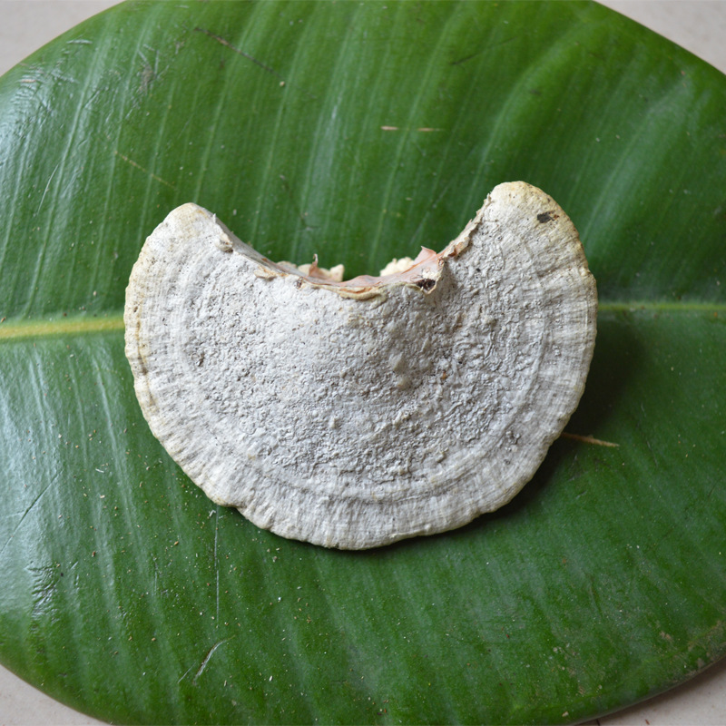 灵芝之家 云南野生毛栓菌 野生灵芝 产地批发 一手货源