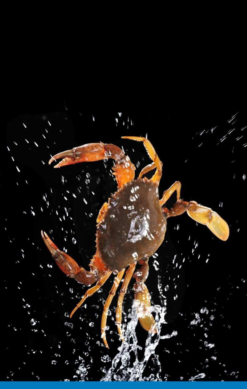 大量供应一级黑奄仔蟹