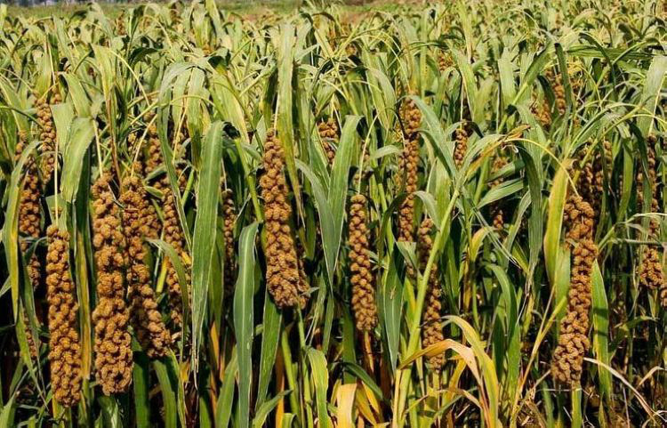 【有机大黄米】农道 大黄米 520克 内蒙古大黄米 真空包.