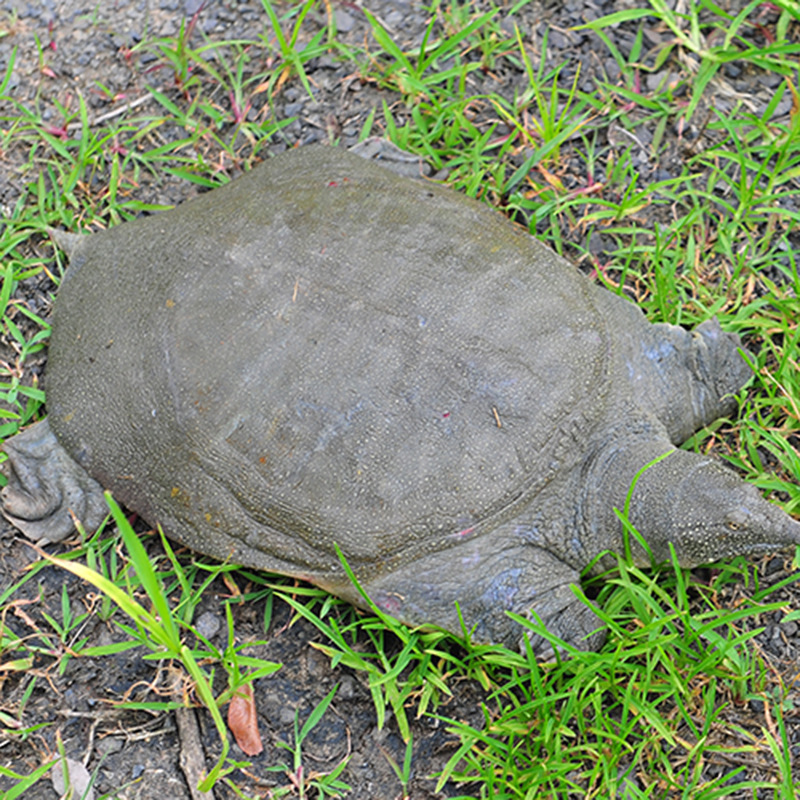 生态甲鱼水中精 厂家直销人工淡水养殖鲜活水产品中华鳖 甲鱼