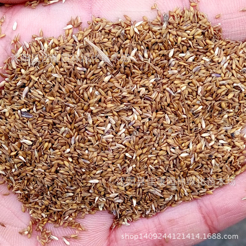 草坪种子进口日本结缕草种子锥子草延地青耐旱耐践踏暖季型