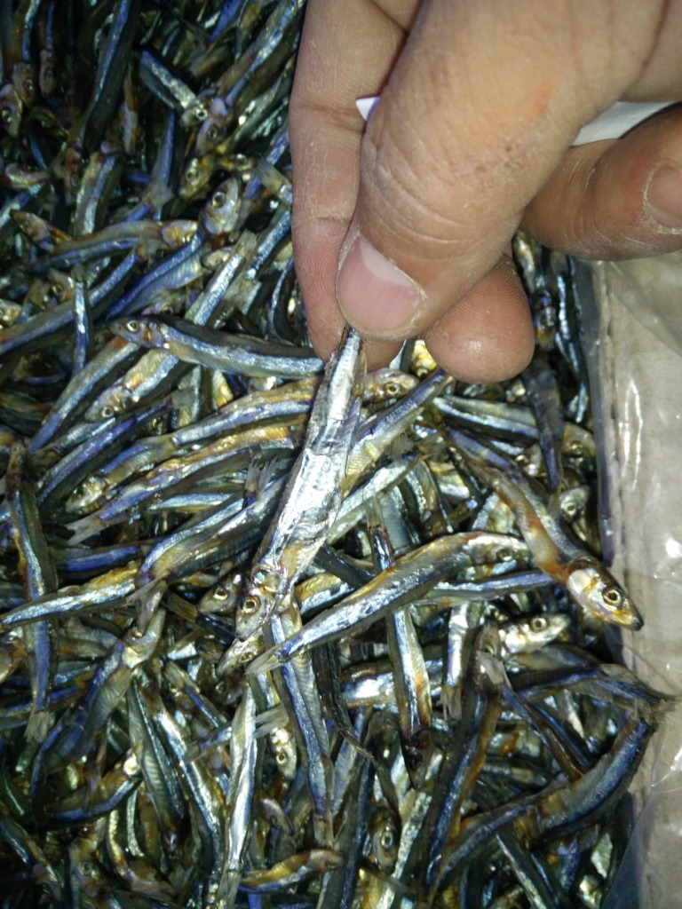 北方干制西施鱼 淡晒西施鱼海鲜水产鱼干