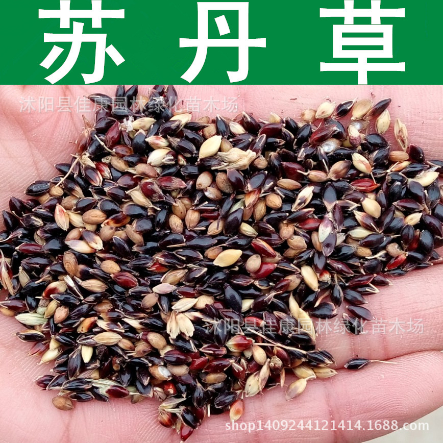 牧草种子 苏丹草种子 苏丹草籽 1件=1斤-阿里巴巴