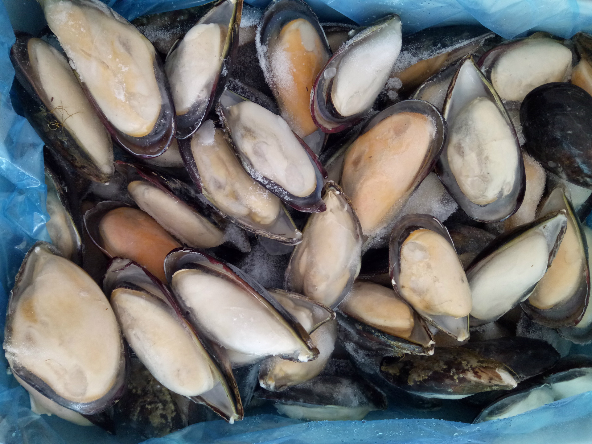 冷冻黑口贝蓝口贝淡菜酒店自助餐烧烤专用食材量大从优