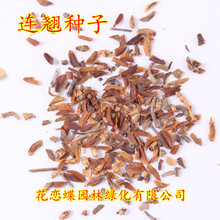连翘种子价格