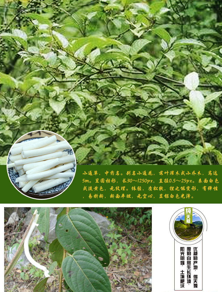 【批发供应通草 大通草 小通草 各种规格 支持验货 大货批发】价格