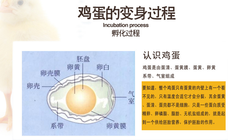 母鸡孵化一至2I天的图图片