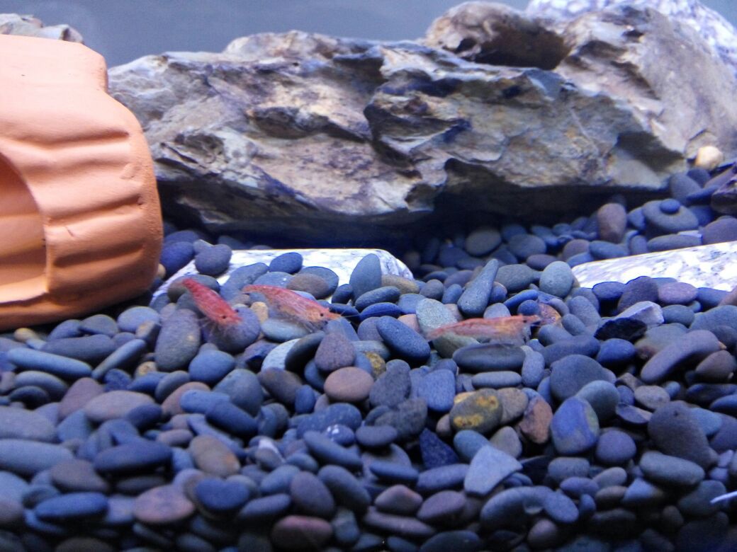 黑工砂 铁胆沙 石子 水族箱造景 鱼缸装饰 乌龟缸底砂 河沙包邮