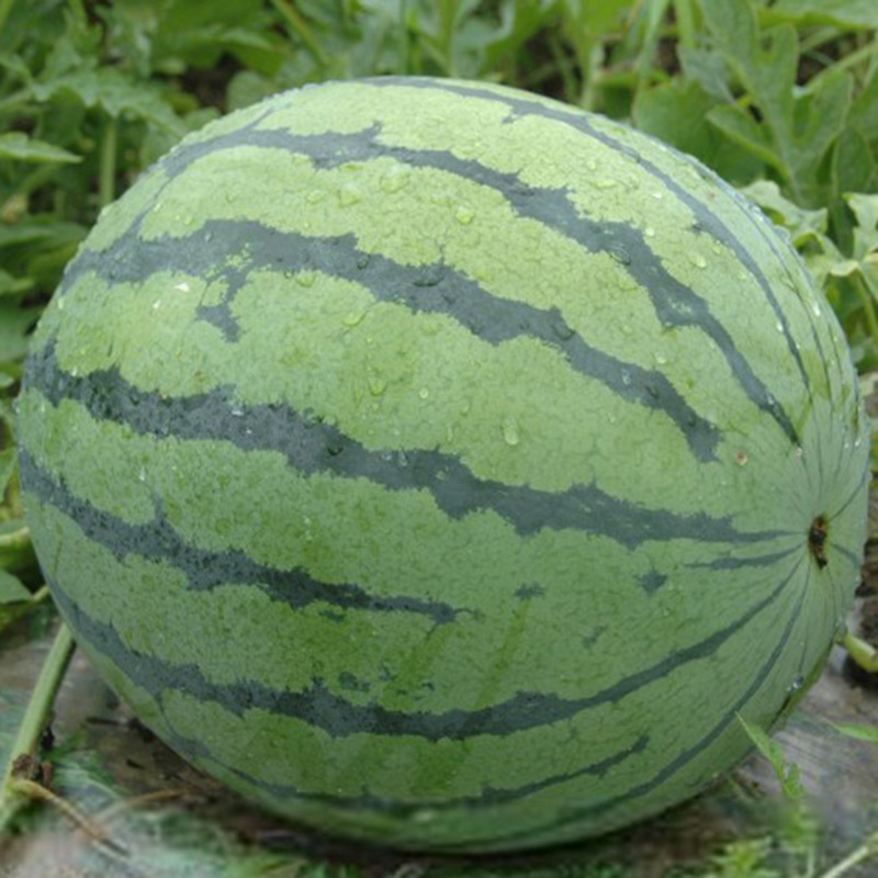 新鲜水果西瓜 绿色无公害精品高糖度小西瓜 无公害绿色水果小西瓜