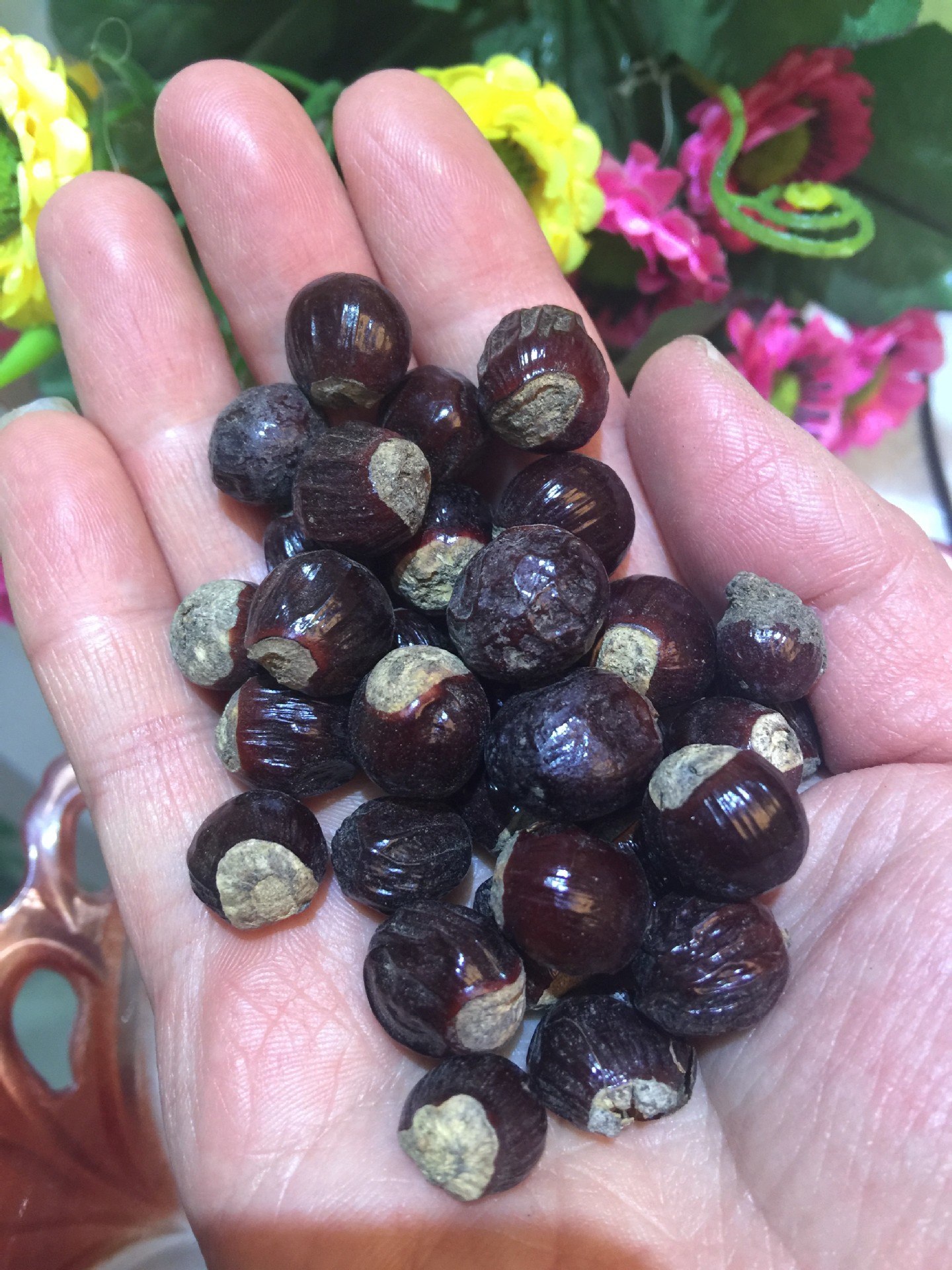 批发优质无硫中药材 桂圆核 龙眼核 无虫无霉 诚信经营 1公斤起批