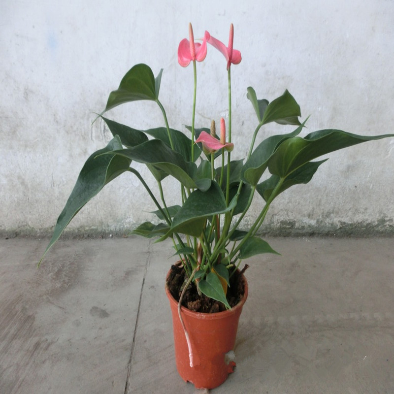 可水培小盆栽粉掌