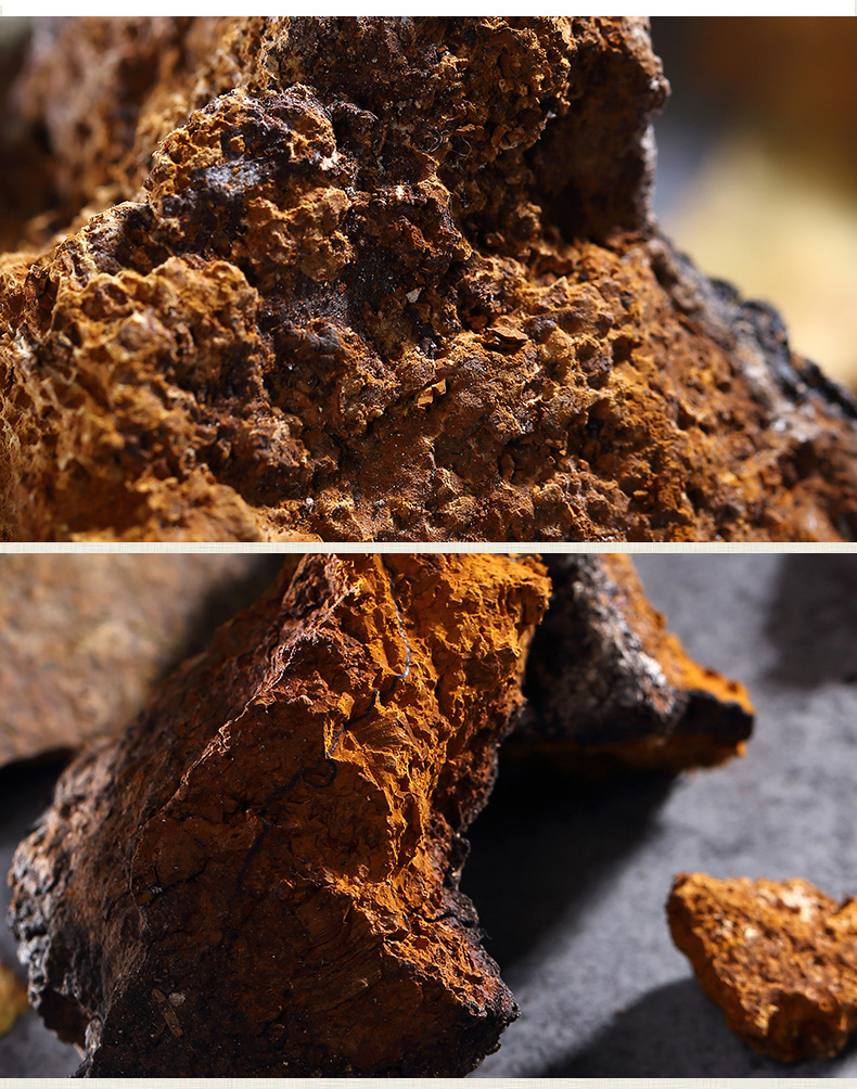 藏农直供云南香格里拉优质野生桦褐孔菌传统滋补品保健中药材批发