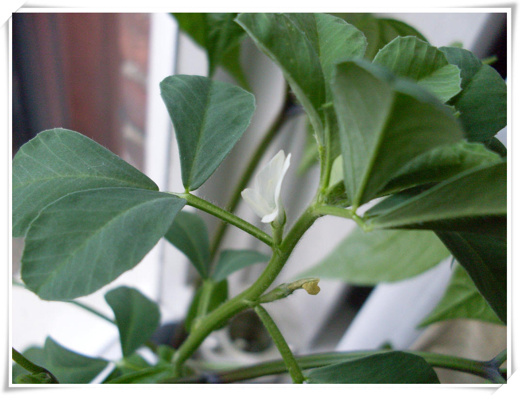 厂家供应 葫芦巴提取物