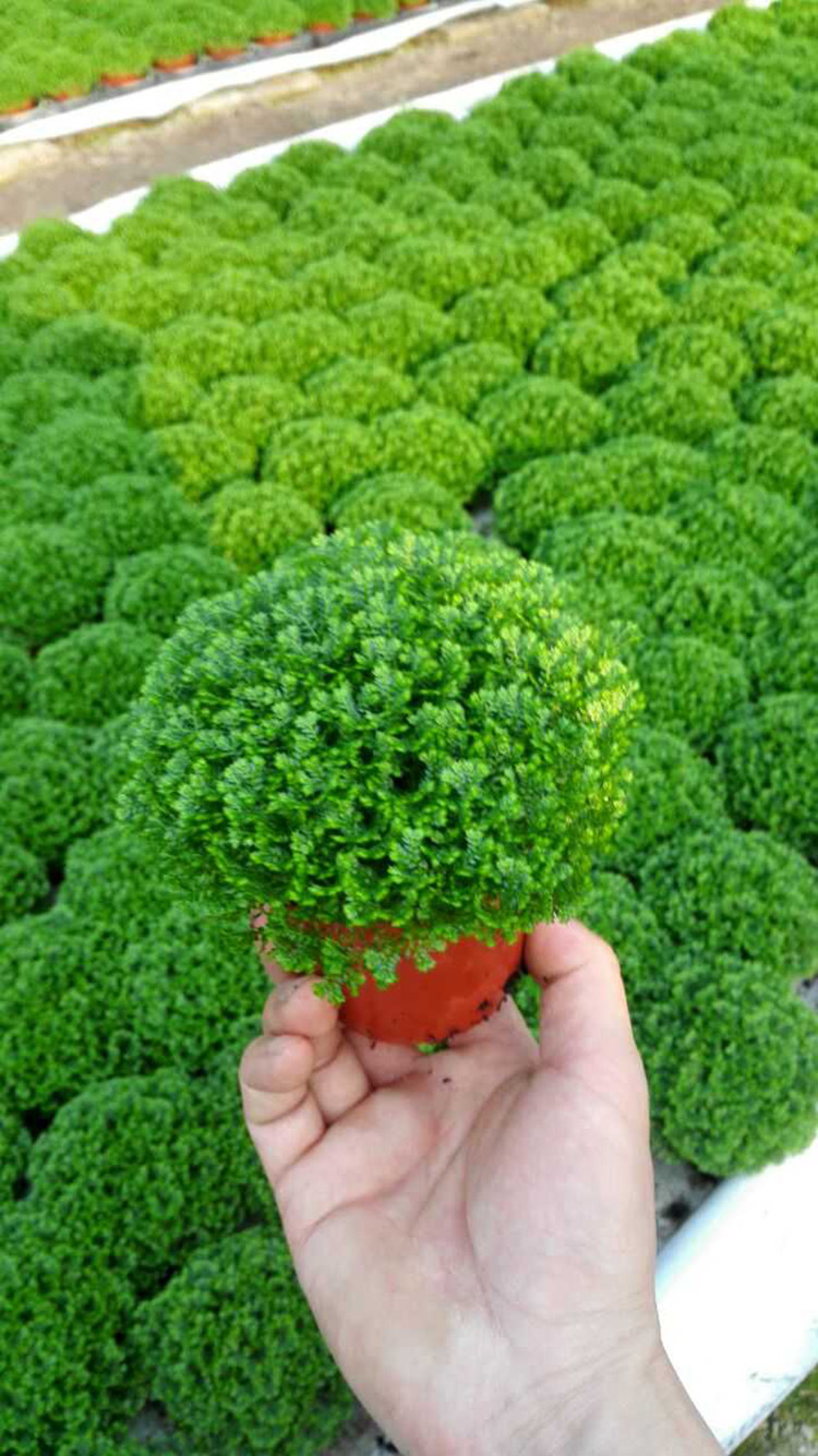 【基地直供】批发绿地珊瑚蕨(80)蕨类植物室内植物迷你小盆栽