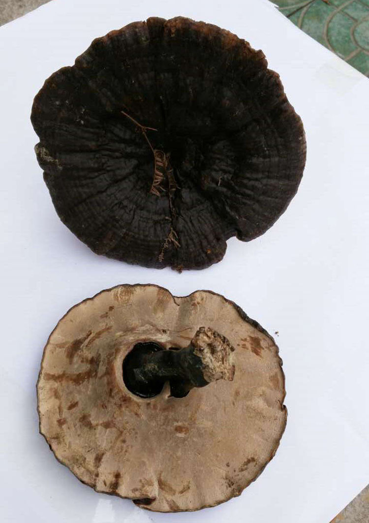 仿野生黑灵芝 紫灵芝 金边白底灵芝 香芝